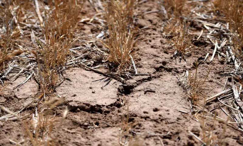 A view shows cracks in Scott Irlbeck's wheat plot in Tulia, Texas, US. -- Reuters