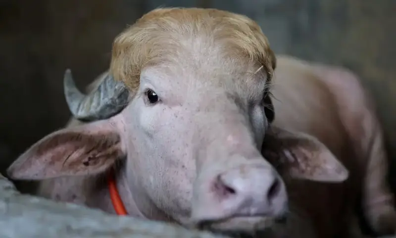 A sacrificial albino buffalo named after US President Donald Trump. -- Reuters A sacrificial albino buffalo named after US President Donald Trump. -- Reuters