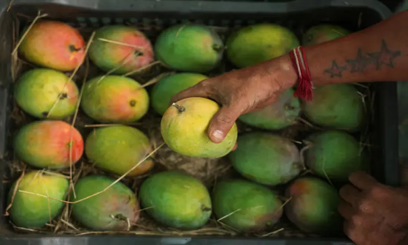 A migrant worker holds an Alphonso mango from a crate at a shop in Devgad, India. -- Reuters A migrant worker holds an Alphonso mango from a crate at a shop in Devgad, India. -- Reuters