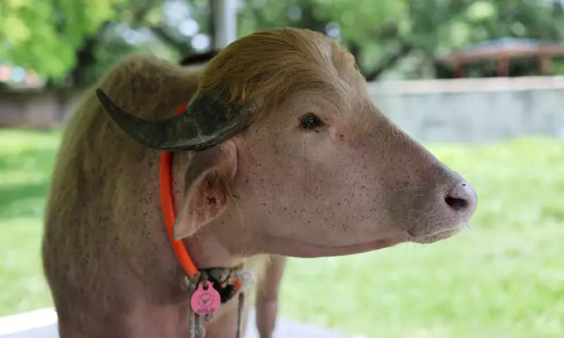 An albino buffalo nicknamed after US President Donald Trump. -- Reuters An albino buffalo nicknamed after US President Donald Trump. -- Reuters