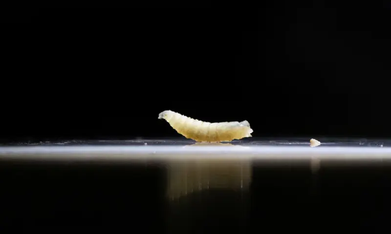 ]A sample of screwworms collected are displayed at the veterinary clinic in Tapachula, Chiapas state, Mexico. -- Reuters