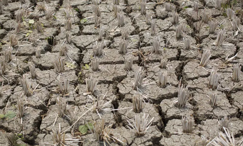 A dried paddy field is seen at Karang Jati village in Banjarnegara, Indonesia. -- Reuters file