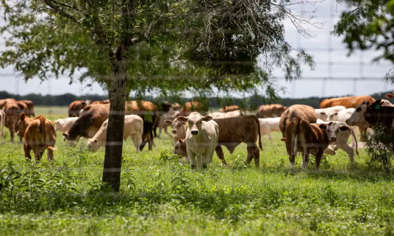 A herd of cattle graze a pasture, a day after the US Department of Agriculture confirmed that New World screwworm was detected in a Texas calf, near Zavala County, Texas, US. -- Reuters