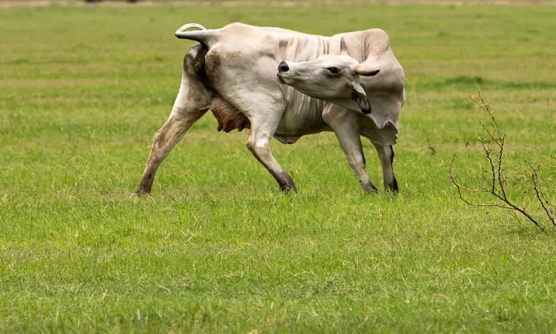 A cow reacts, a day after the US Department of Agriculture confirmed that New World screwworm was detected in a Texas calf, near Crystal City, Texas, US. -- Reuters
