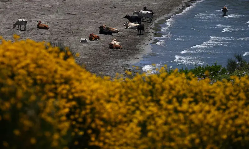 Cattle in the bay at the Vjosa-Narta Protected Area, where a luxury resort is planned by a company linked to Donald Trump's son-in-law, Jared Kushner, in Zvernec near Vlora, Albania. -- Reuters