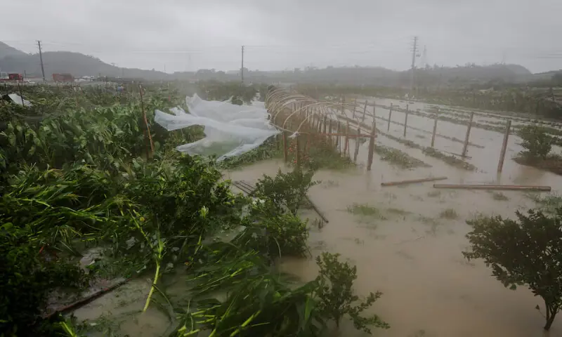 Farmland is flooded by heavy rain brought by Typhoon Bavi in Wenzhou, Zhejiang province, China, on Sunday. -- Reuters