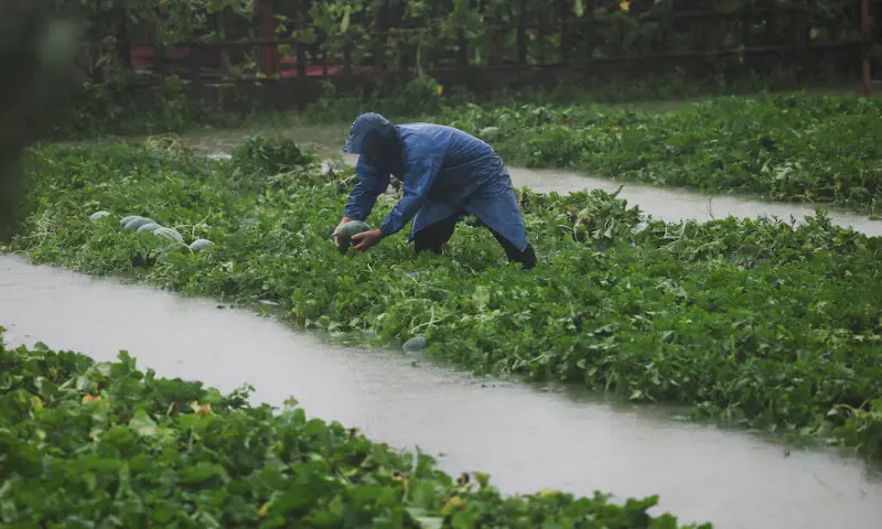 A farmer holds a watermelon in flooded farmland after heavy rain brought by Typhoon Bavi in Wenzhou, Zhejiang province, China, on Sunday. -- Reuters