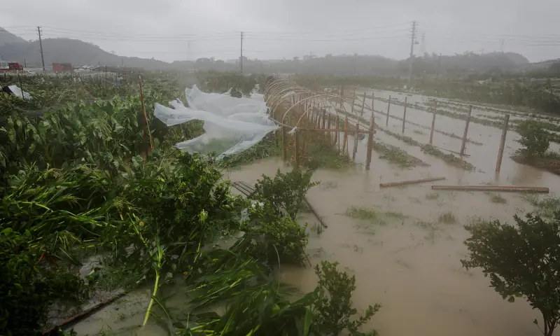 Farmland flooded by heavy rain brought by Typhoon Bavi in Wenzhou, Zhejiang province, China. -- Reuters