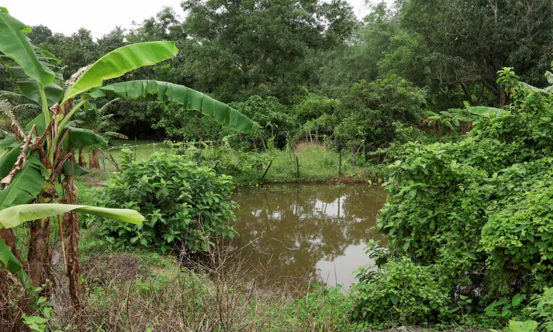 A pond near the site where the rape and murder of an 11-year-old girl took place, in a town near Kolkata, India. -- Reuters A pond near the site where the rape and murder of an 11-year-old girl took place, in a town near Kolkata, India. -- Reuters