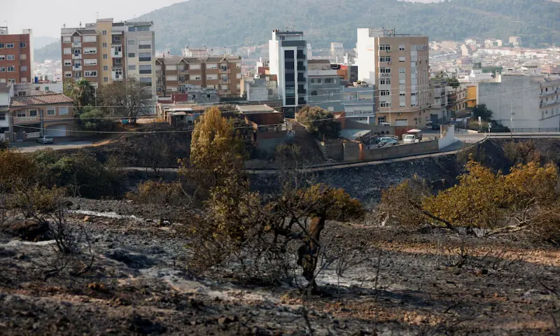 Damaged vegetation in area affected by a wildfire in La Vall d'Uixo, Castellon province, Spain. -- Reuters