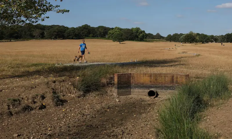 A person walks near a dried up stream and pond, after Britain's Environment Agency declared over seventy per cent of England to be in drought, with the fifth heatwave of the year expected this week, in Richmond Park, London, Britain. -- Reuters