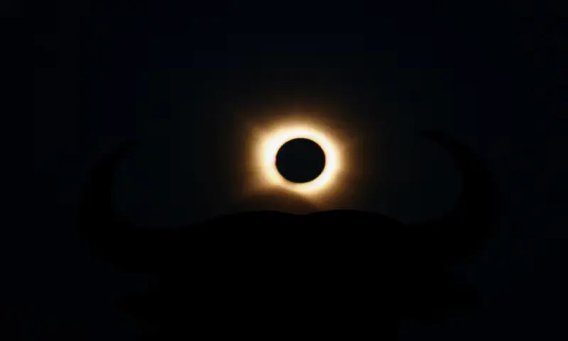 The moon completely covers the sun during a solar eclipse near the silhouette of an Osborne Bull, in Navarrete, northern Spain. -- Reuters