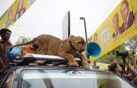 Pubjab wildlife department books PML-N workers for bringing a lion to the rally