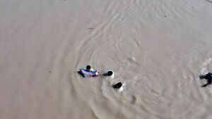 Dolphin that strayed is moved to sanctuary