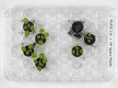 Scientists successfully grow plants in soil from the Moon