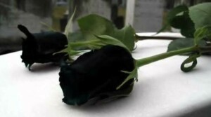 Imagine black rose ice cream from Turkey