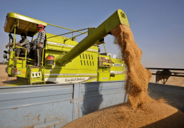 UAE to suspend exports of Indian wheat for four months