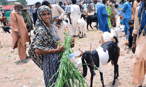 Ban on selling of sacrificial animals violated in Pindi Cantt