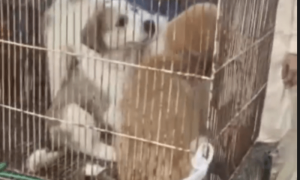 Dying animals rescued from Karachi&rsquo;s Empress Market