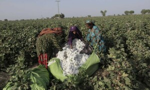 World Bank approves $200mn for Pakistan&rsquo;s agricultural sector