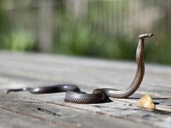 Vaccine scarcity brings snakebite victims to Karachi