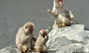 Marauding monkeys injure 42 in Japan