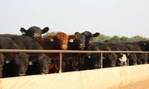 Thousands of cows buried at landfill after deadly heatwave in US