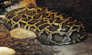 Wildlife officials foil attempt to smuggle python skin
