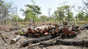 Tree murders land Nawabshah men in jail for one year