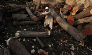 دریائے سندھ کے کنارے درخت کاٹنے پر چار ملزمان کو قید و جرمانے کی سزا