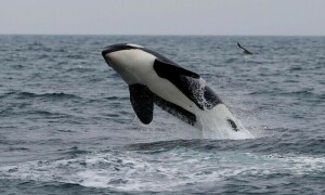 World&rsquo;s wildlife more at risk than realised, study says
