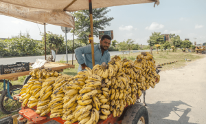 صحت مند رہنے کے لئے کتنے&rsquo;کیلے&rsquo; کھائیں؟