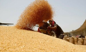 India says not planning to import wheat