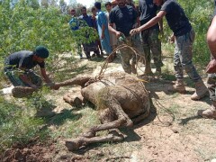 Miracle rescue for Balochistan camel stuck in floodwaters