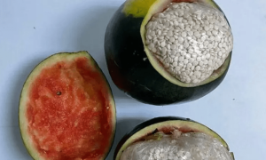 سعودی حکام نے7 لاکھ ممنوعہ گولیوں کی اسمگلنگ ناکام بنادی