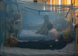 Dengue cases continue to rise in Sindh, Punjab