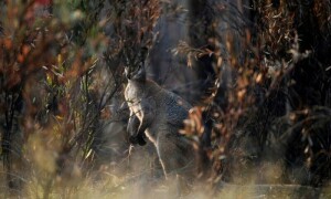 Australia to set aside at least 30% of its land mass to protect endangered species