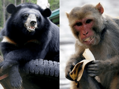 Request to politicians: Insult each other but leave animals out of it