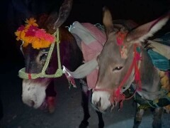 Donkeys to be presented before magistrate in Chitral court