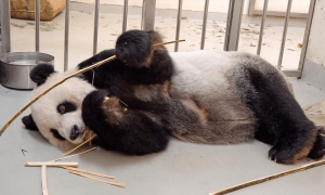 Panda symbolising China-Taiwan friendship dies