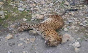 Injured leopard rescued in Balakot