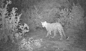 Leopard found dead in Islamabad&rsquo;s hills