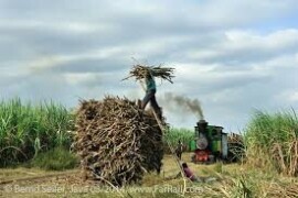 Indonesia plans to make fuel from sugarcane