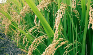 Chinese and Pakistani universities collaborate to create heat-resistant rice