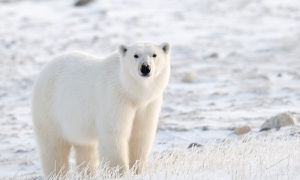Canadian polar bears disappearing fast: study