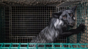 Finnish fur farm horror caught on video as industry fights ban