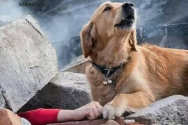 Factcheck: Why this dog finds survivors following every major earthquake