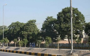 عدالت نے لاہور میں درختوں کی کٹائی پر مکمل پابندی لگادی