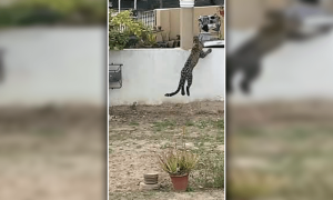 ڈی ایچ اے اسلام آباد میں گھسنے والا تیندوا پکڑ اگیا