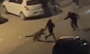ڈی ایچ اے میں چیتا گھسنے کا معاملہ؛ نامعلوم شخص کے خلاف مقدمہ درج